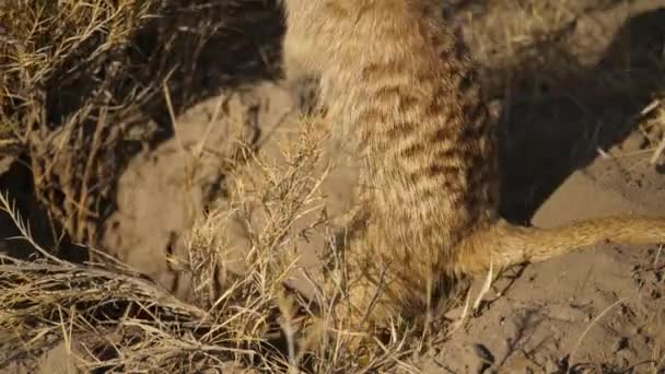 Vue Rapprochée Suricate Creuser Sable Pour Nourrir Statique Angle Élevé — Video