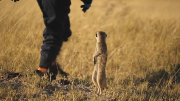 Suricate Stojących Pozycji Pionowej Obserwuje Ludzi Chodzić Pobliżu Polu Botswana — Wideo stockowe