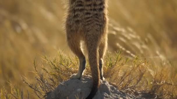 Meerkat Stojąca Pionowo Skale Siedlisku Przyrodniczym Patelnie Makgadikgadi Botswana — Wideo stockowe