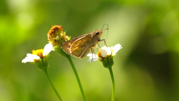 Borboleta Alimentando Flor Branca Usando Probóscide Foco Estático Superficial — Vídeo de Stock