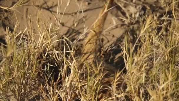 Meerkat掘り ジューシーなグループを食べる 持ち手 高い角度 — ストック動画
