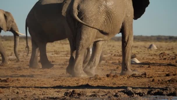 オスアフリカゾウはぬれた泥で覆われている仲間を探しています — ストック動画