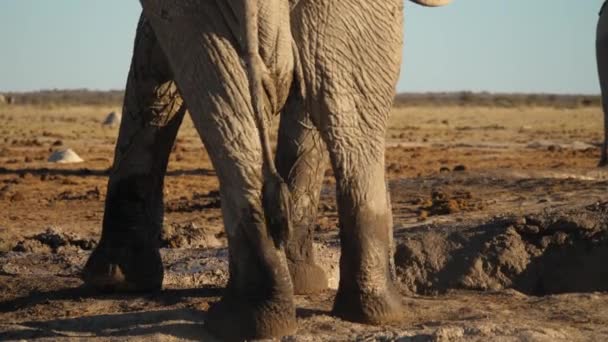 Rear View Huge Feet Elephant Playing Mud Close — Stock Video