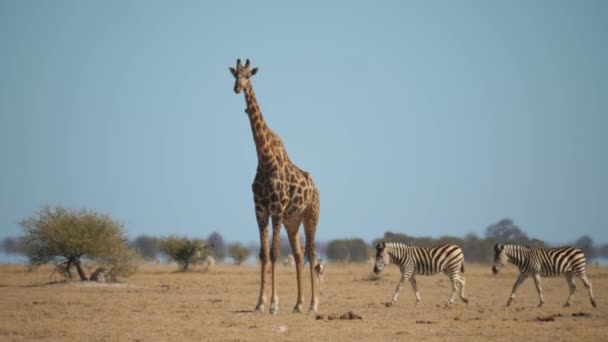 Walking Zebra Achter Staande Giraffe Hete Luchtspiegeling Landschap — Stockvideo