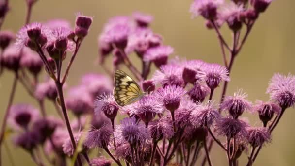 Papillon Blanc Nervure Brune Qui Suce Nectar Une Mauvaise Herbe — Video