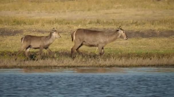 Hona Vattenbock Och Hennes Unga Kalv Promenader Längs Chobe River — Stockvideo