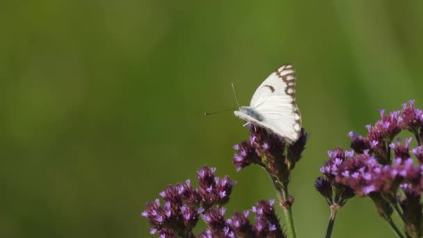 Feeding White Butterfly Swaying Purple Verbena Plant Extreme Close — Stok Video