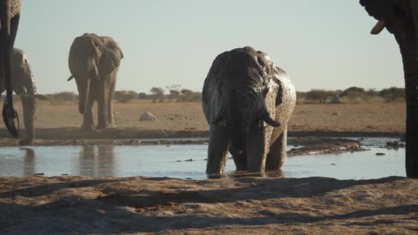 Troupeau Éléphants Baignant Relaxant Dans Abreuvoir Soleil Après Midi Images — Video