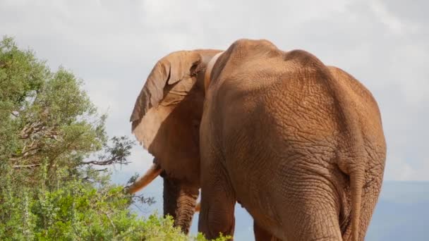 Addo Park Afrykański Dorosły Słoń Przeglądający Się Wysokości Odchodzący — Wideo stockowe