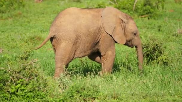 Zblízka Slow Motion Shot Cute Baby African Slon Exploring Environment — Stock video