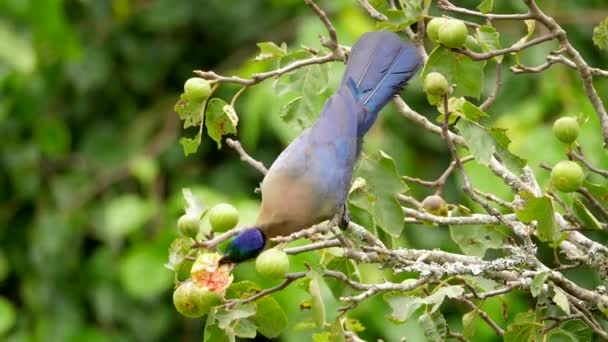 Zeitlupe Nahaufnahme Von Purpurhauben Turaco Oder Loerie Beim Fressen Einem — Stockvideo