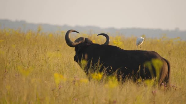 Tiro Médio Lento Dois Cape Buffalo Interagindo Relva Dourada Amarela — Vídeo de Stock