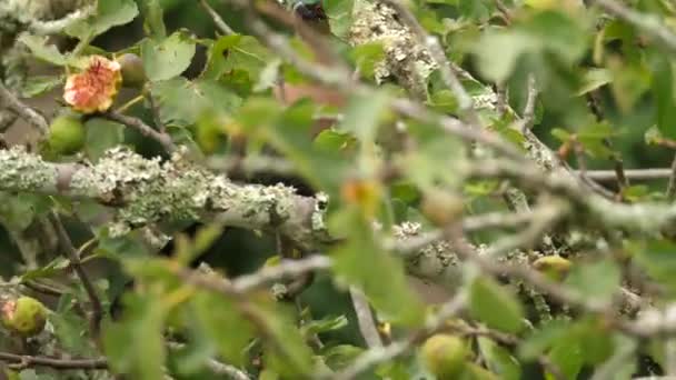 Cerca Rastreo Turaco Cresta Púrpura Loerie Forrajeando Higuera — Vídeo de stock