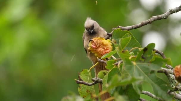 Gros Plan Oiseau Moustique Moucheté Mangeant Les Fruits Figuier Afrique — Video