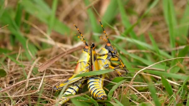 Κοντινό Πλάνο Των Ζωντανών Κομψό Grasshoppers Συνουσία Ζευγάρωμα Σύντομο Γρασίδι — Αρχείο Βίντεο