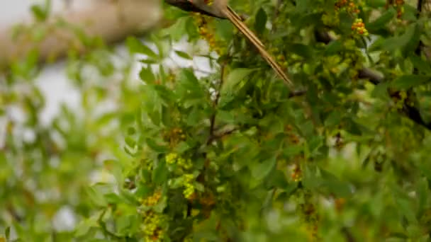 Trancado Foco Seletivo Mousebird Cara Vermelha Comendo Bagas Dia Ventoso — Vídeo de Stock