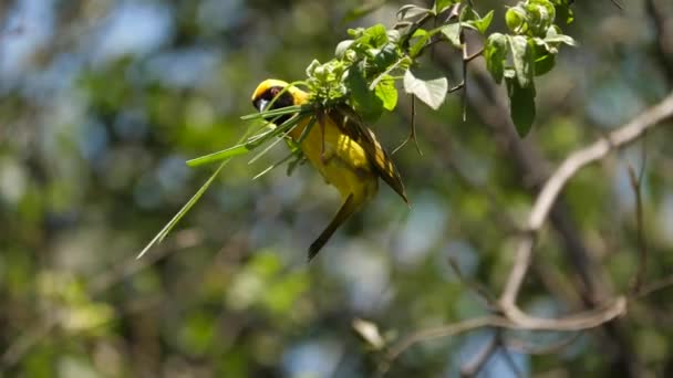 Macho Del Sur Enmascarado Tejedor Pájaro Construyendo Nuevo Nido Enfoque — Vídeos de Stock