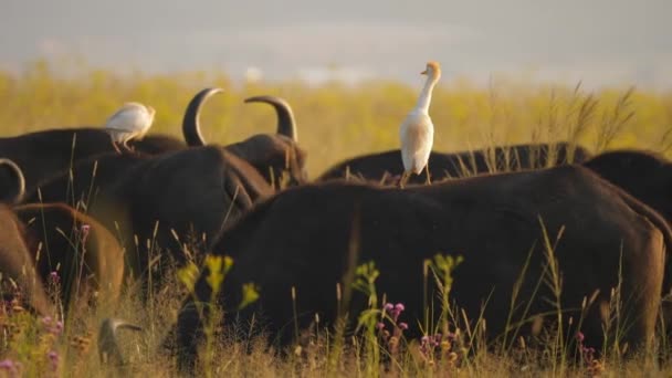 Bufalo Sürüsü Altın Bozkırda Otluyor Sırtlarında Egret Kuşları — Stok video