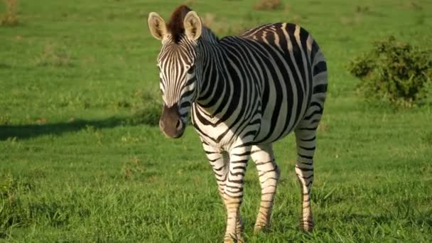 Zebra Wandelen Grasland Bij Zonsondergang Slow Motion Afrika — Stockvideo