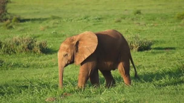 Leuke Grappige Baby Afrikaanse Olifant Wandelen Tussen Volwassenen Bij Zonsondergang — Stockvideo