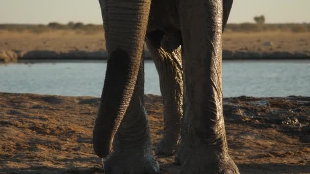 Close Wet Large African Elephant Male Standing Sunlight Tilt Africa — Vídeo de Stock