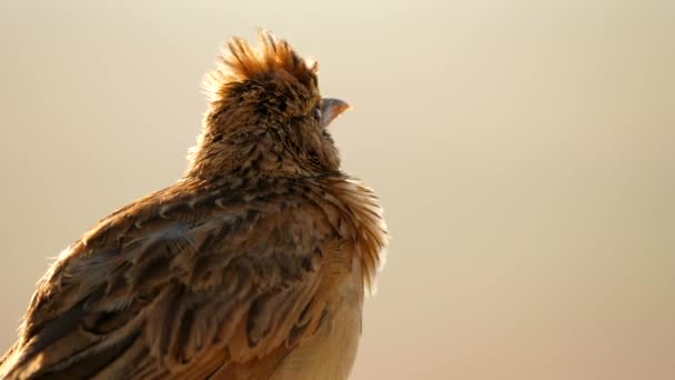 Ekstremalne Zbliżenie Rufous Naped Lark Śpiewa Ogląda Zachodzie Słońca — Wideo stockowe