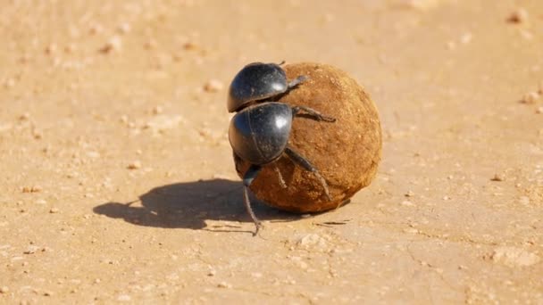 一只粪虫爬上沙漠里的屎球 失去平衡 — 图库视频影像