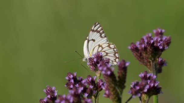 小さな紫色の花 選択的な焦点 マクロビデオにブラウンベーンの白いパイオニア蝶の餌のクローズアップ — ストック動画