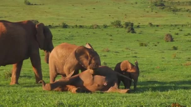 Afrikaanse Olifant Kalveren Spelen Worstelen Grasvlakten Van Addo Elephant Park — Stockvideo