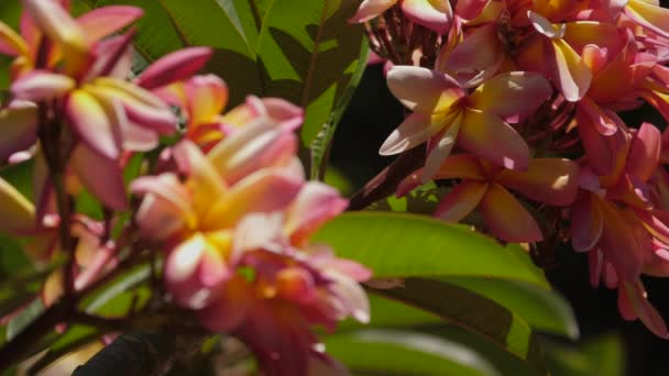 Close Van Levendige Roze Frangipani Bloemen Direct Zonlicht Rack Focus — Stockvideo