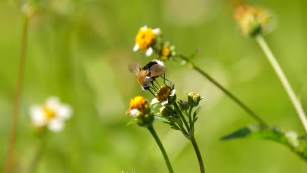 Bin Fluga Pollinerar Känslig Gul Blomma Med Långsträckt Proboscis Närbild — Stockvideo