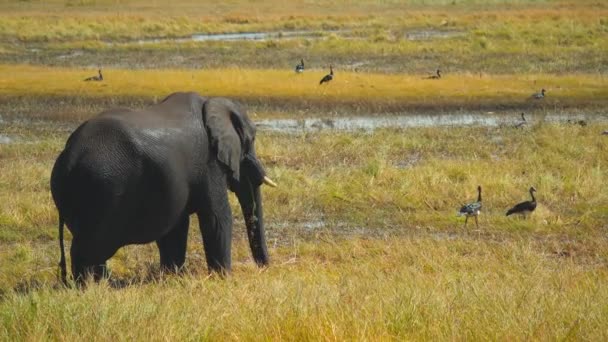 Ein Afrikanischer Elefant Steht Nassen Gras Des Chobe Flusses Botsuana — Stockvideo