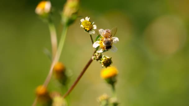 Ape Miele Lavora Sodo Trovare Polline Nettare Fiori Gialli Vicino — Video Stock