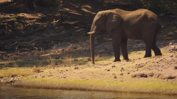 One African Elephant Bull Walks Edge Chobe River — Stock Video