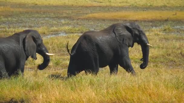 Dva Afričtí Sloní Samci Kráčejí Mokré Rozměklé Travnaté Půdě Řece — Stock video