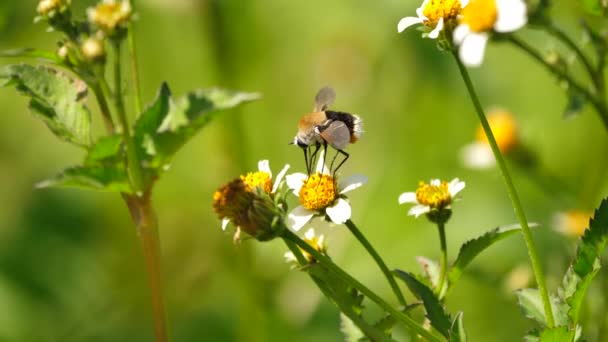 Lange Benen Pluizige Humblefly Bestuift Delicate Witte Bloem Met Uitgebreide — Stockvideo