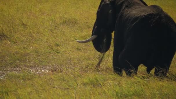 Elefante Africano Solitário Balança Tronco Com Grama Verde Come Rio — Vídeo de Stock