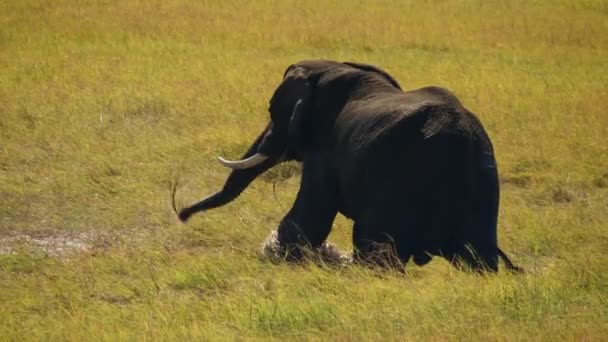 Masculino Elefante Africano Camina Salpica Hierba Húmeda Verde Río Chobe — Vídeo de stock