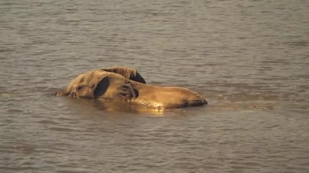 Elefante Africano Nadar Río Chobe Día Soleado Botswana — Vídeos de Stock