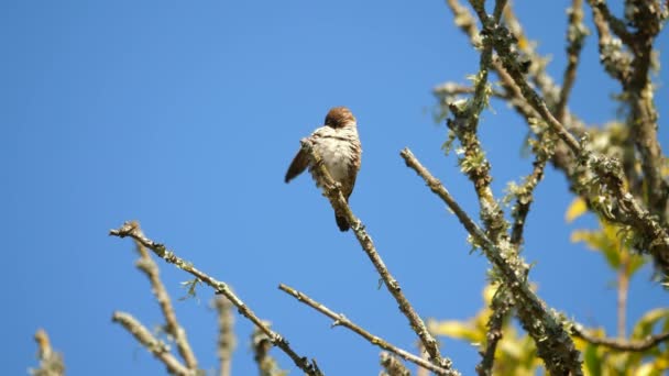 阳光明媚的蓝天 一只青铜色的曼尼金鸟栖息在树枝上 低矮地倾斜着 — 图库视频影像