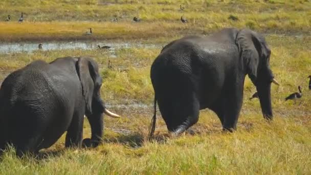 Dos Elefantes Africanos Caminan Columpian Troncos Con Hierba Verde Comen — Vídeos de Stock