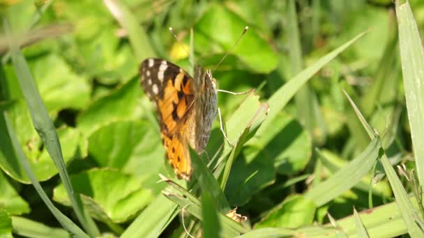 One Painted Lady Butterfly Poggia Erba Verde Giardino Parte Vicino — Video Stock
