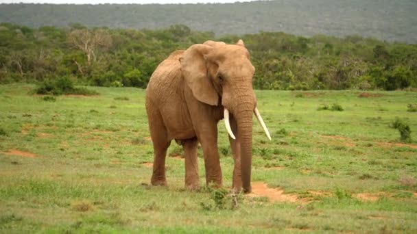 Grande Elefante Andando Alegremente Através Pastagens Balançando Tronco Cauda — Vídeo de Stock