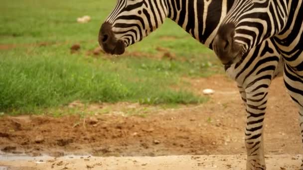 Zebra Soulève Tête Eau Potable Tourne Vers Caméra — Video