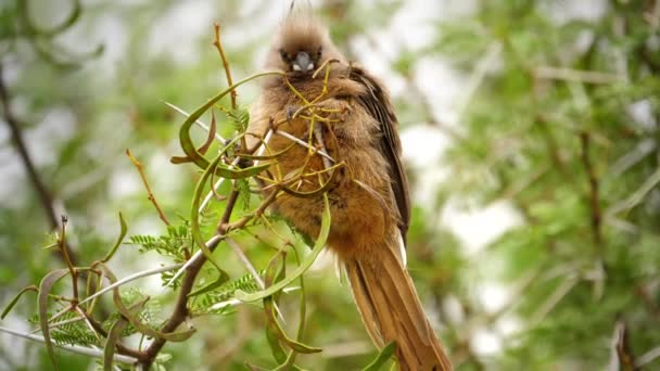 Південно Африканській Республіці Гілці Сидів Мишачий Птах — стокове відео