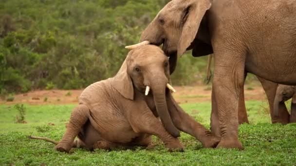 Junger Elefant Spielt Mit Jüngerem Kalb Während Versucht Stehen — Stockvideo