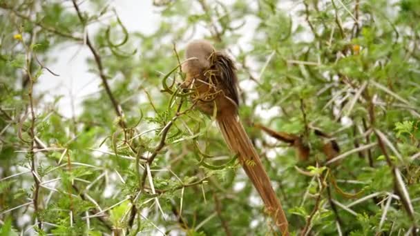 Addo Elephel国立公園の木の上に置かれた斑点のあるマウスバード — ストック動画