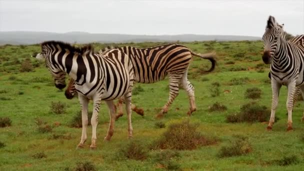 Zebras Laufen Durch Herde Und Vereinigen Sich Zeitlupe Mit Familie — Stockvideo