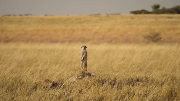 Ein Erdmännchen Steht Auf Einem Erdhügel Und Sucht Die Wiesen — Stockvideo