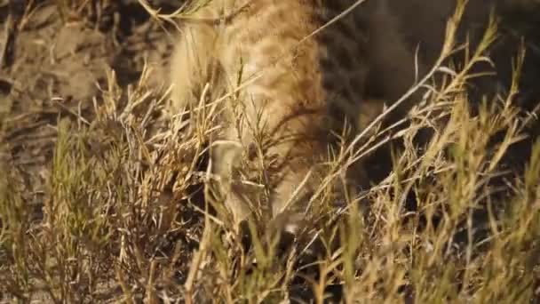 Meerkatka Grzebiąca Wściekle Ziemi Znaleźć Pożywienie Patelni Makgadikgadi Botswanie Zbliżenie — Wideo stockowe